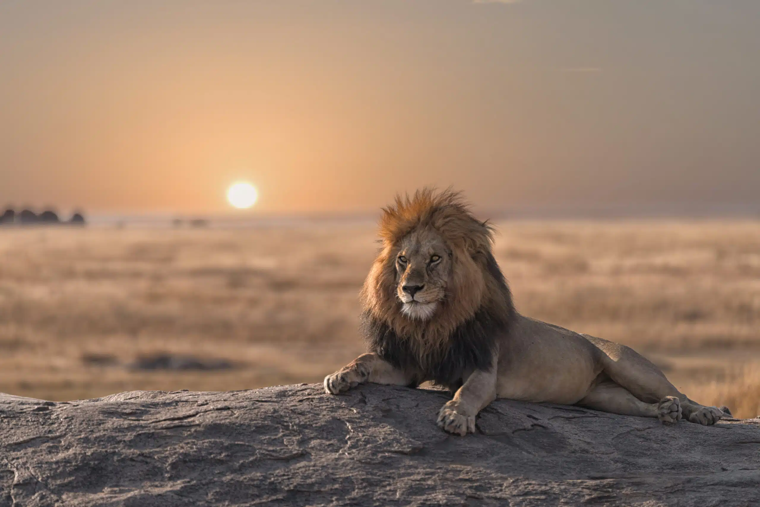 Serengeti Lion