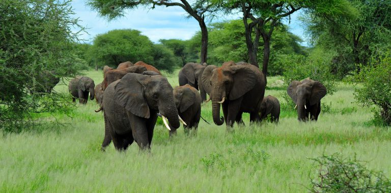 Tarangire-National-Park-main