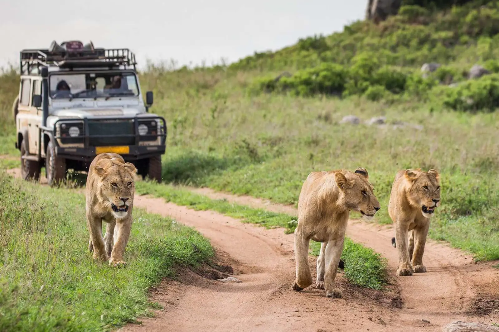 11-days-experience-tanzania-safari-culture-tour1