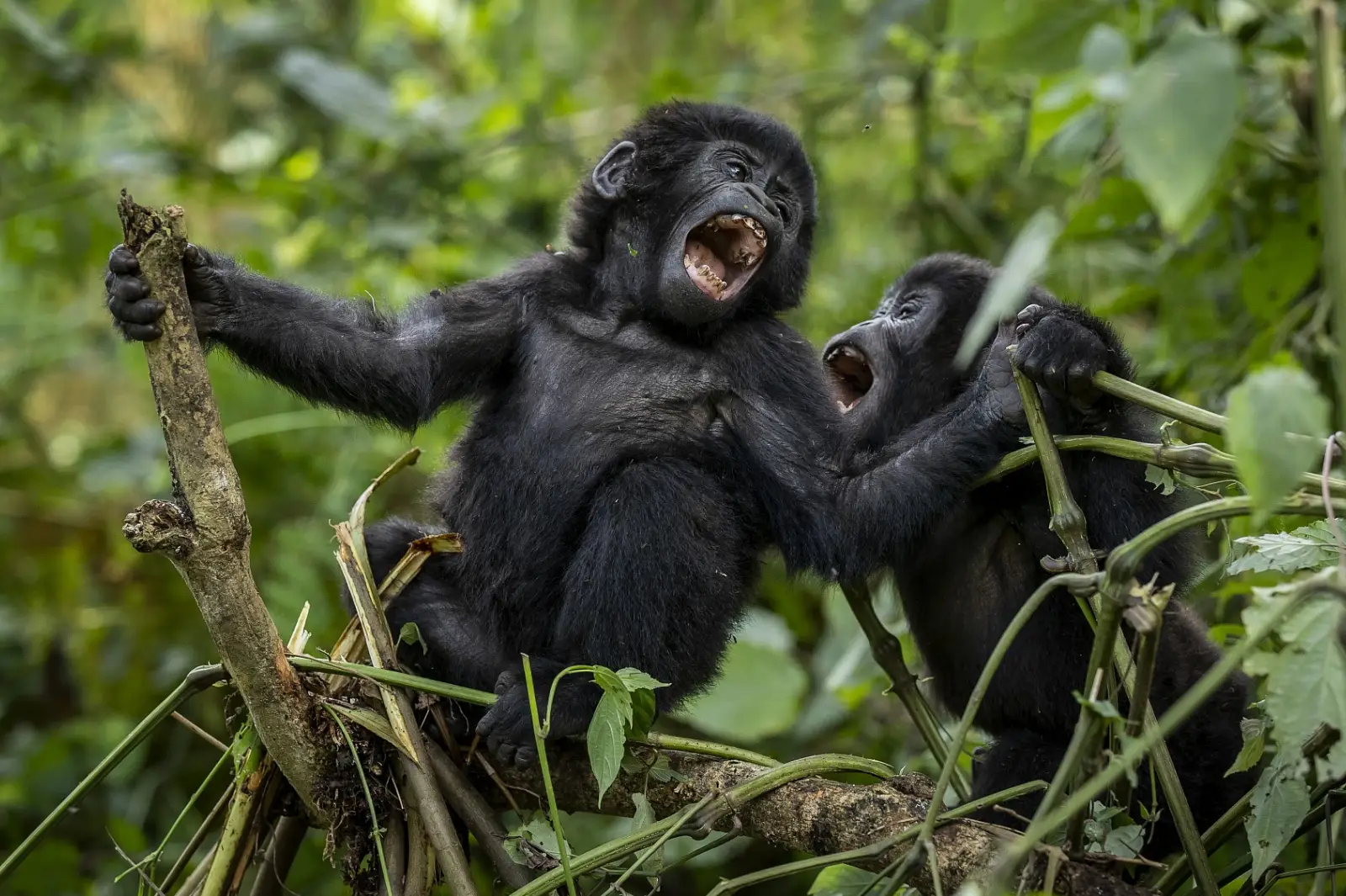 3-days-gorillas-encounter-and-lake-bunyonyi-tour-20261