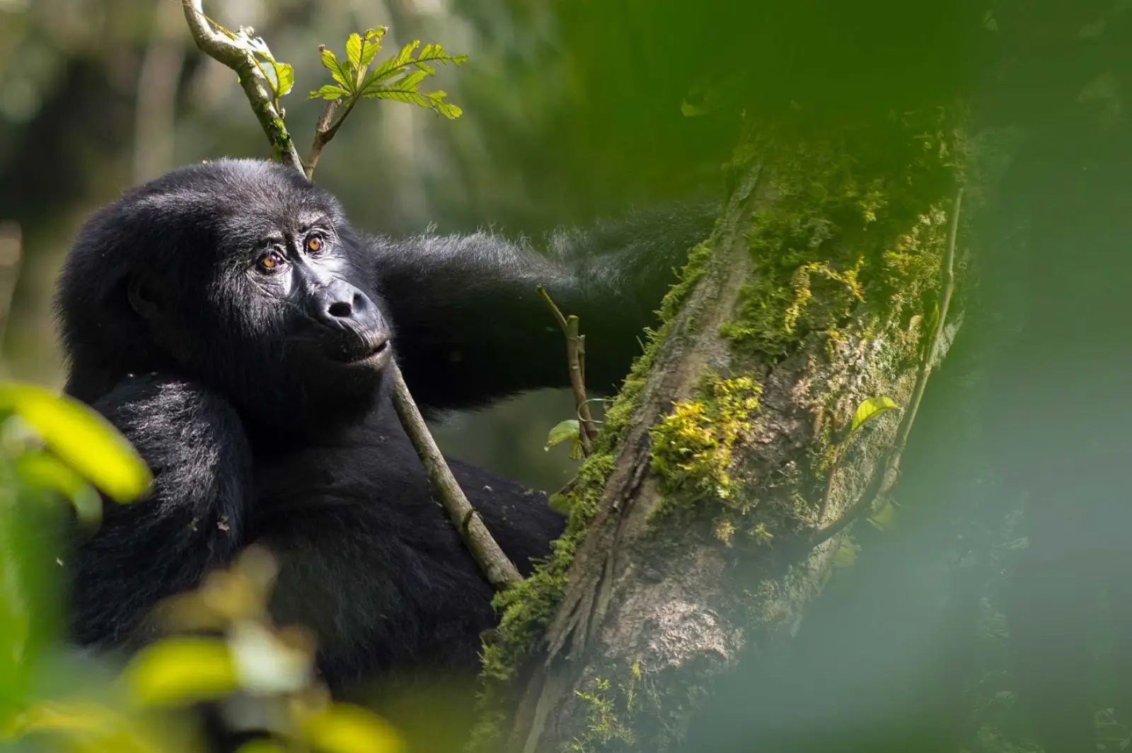 3-days-gorillas-encounter-and-lake-bunyonyi-tour-20262