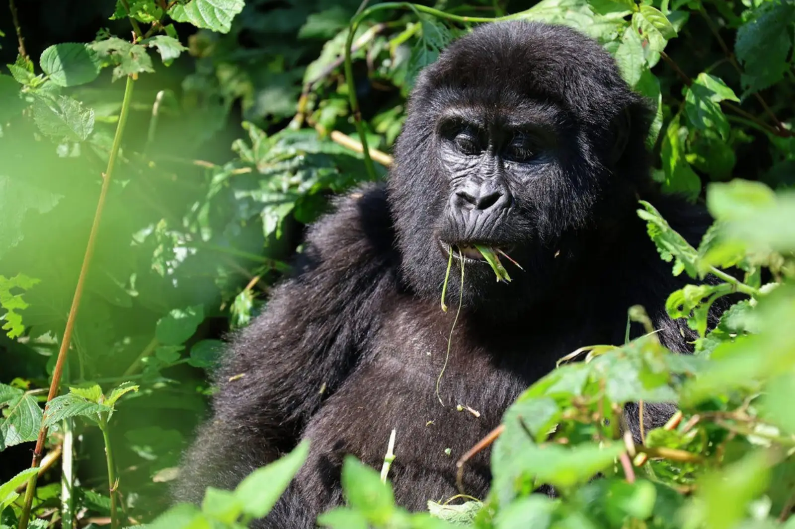 3-days-gorillas-encounter-and-lake-bunyonyi-tour-20263