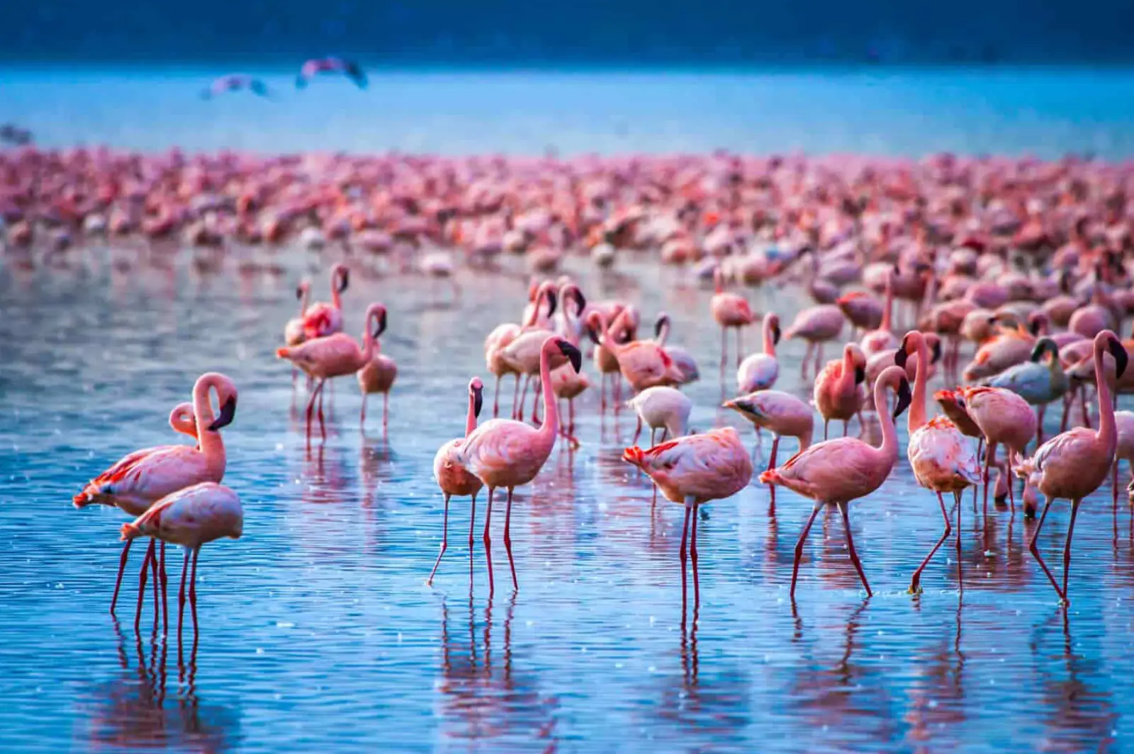 4-days-kenya-safari-peak-season-private1