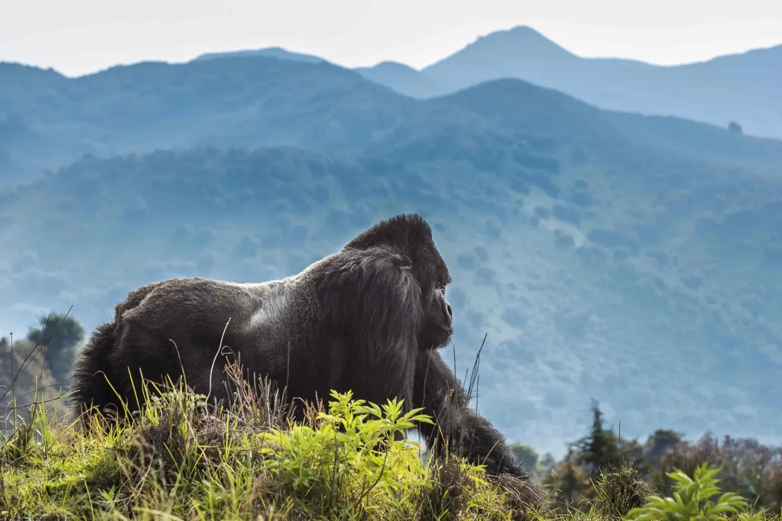 4-days-rwanda-gorilla-encounter-20252
