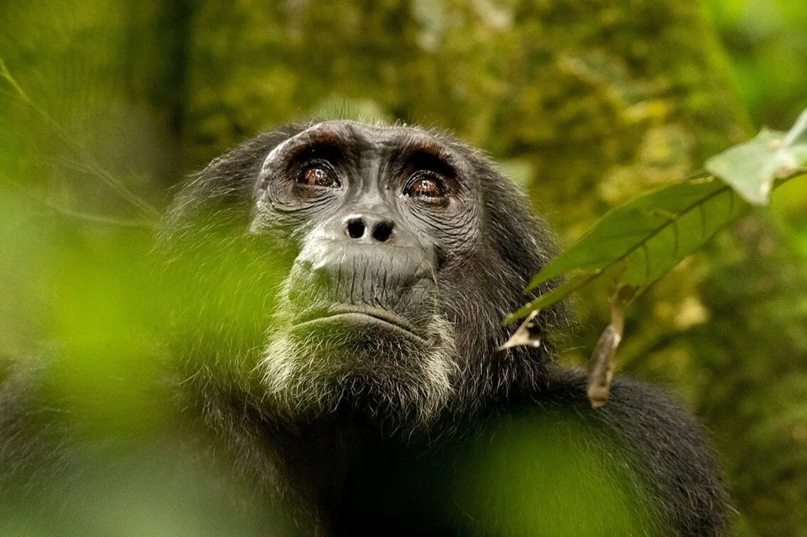 6-days-uganda-primates-20264