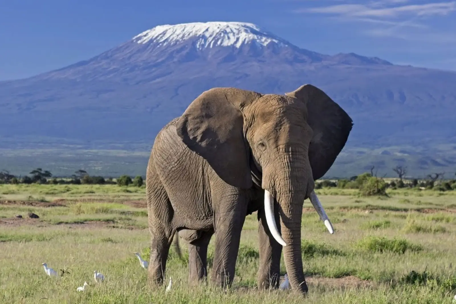 8-days-kenyan-safari-20261