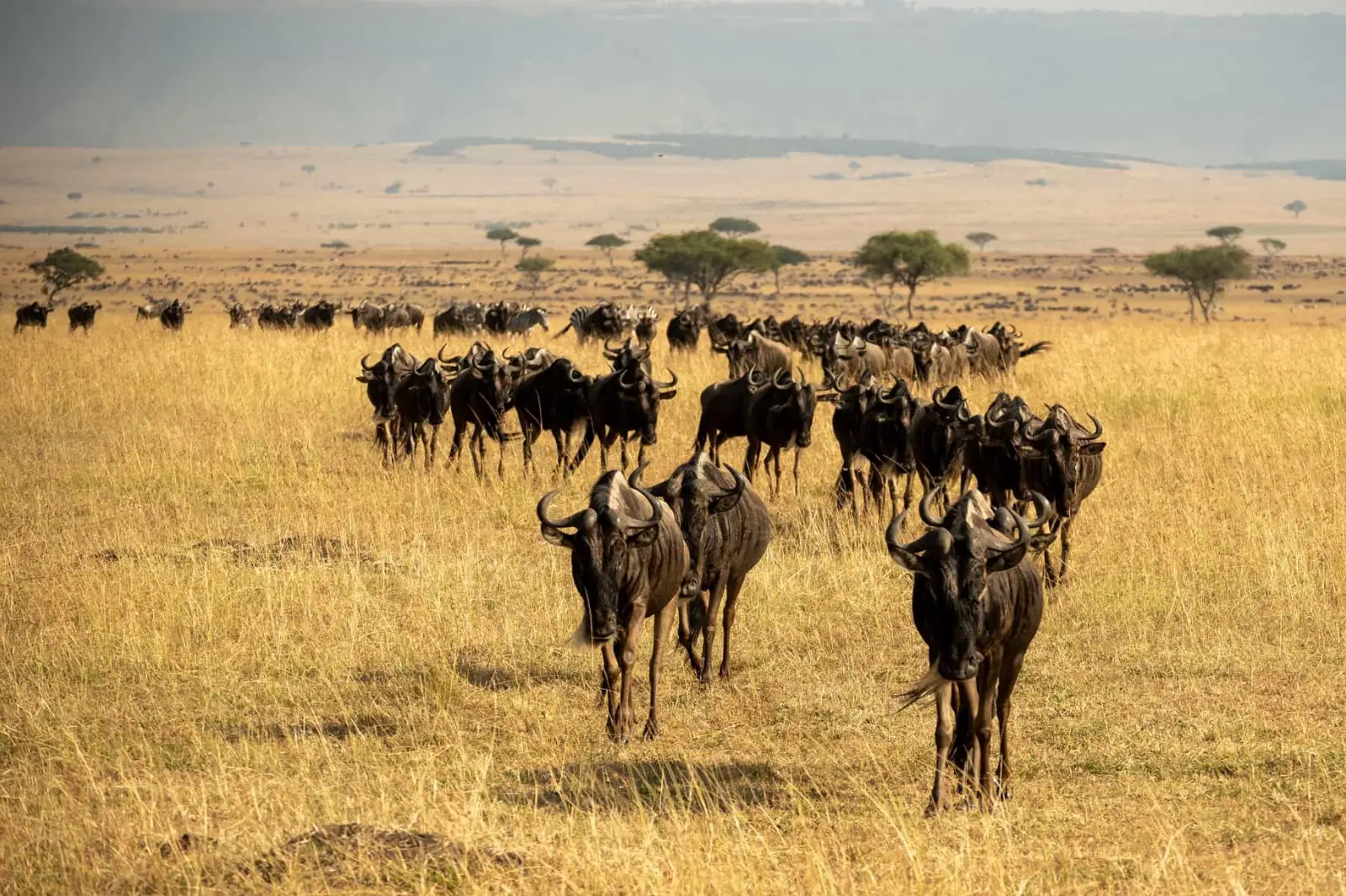 8-days-kenyan-safari-20263