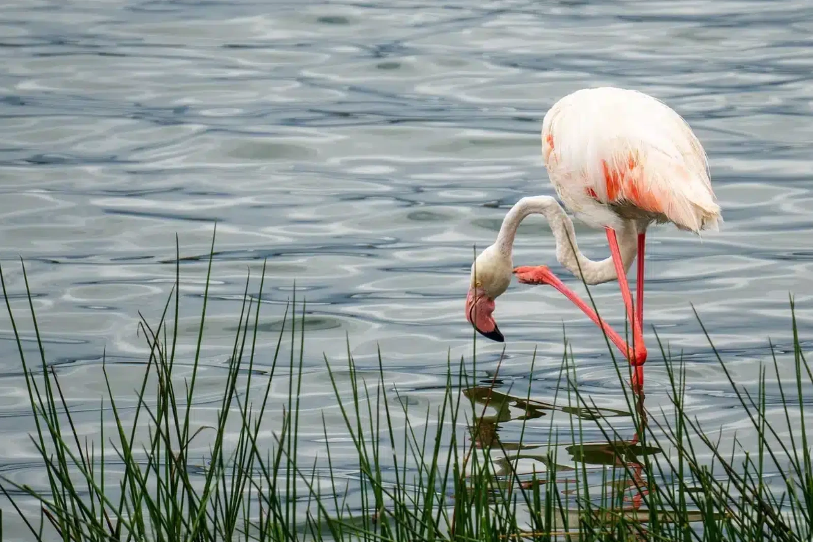 10-days-tanzania-birding-safari-1