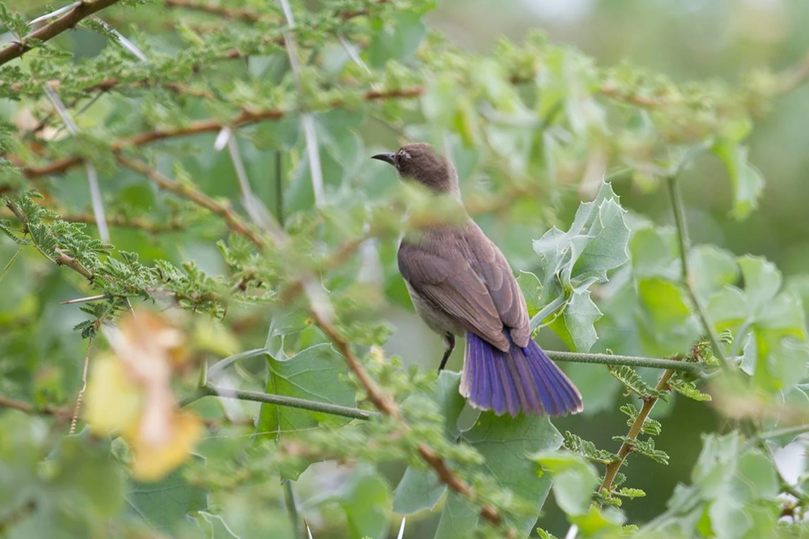 10-days-tanzania-birding-safari-2