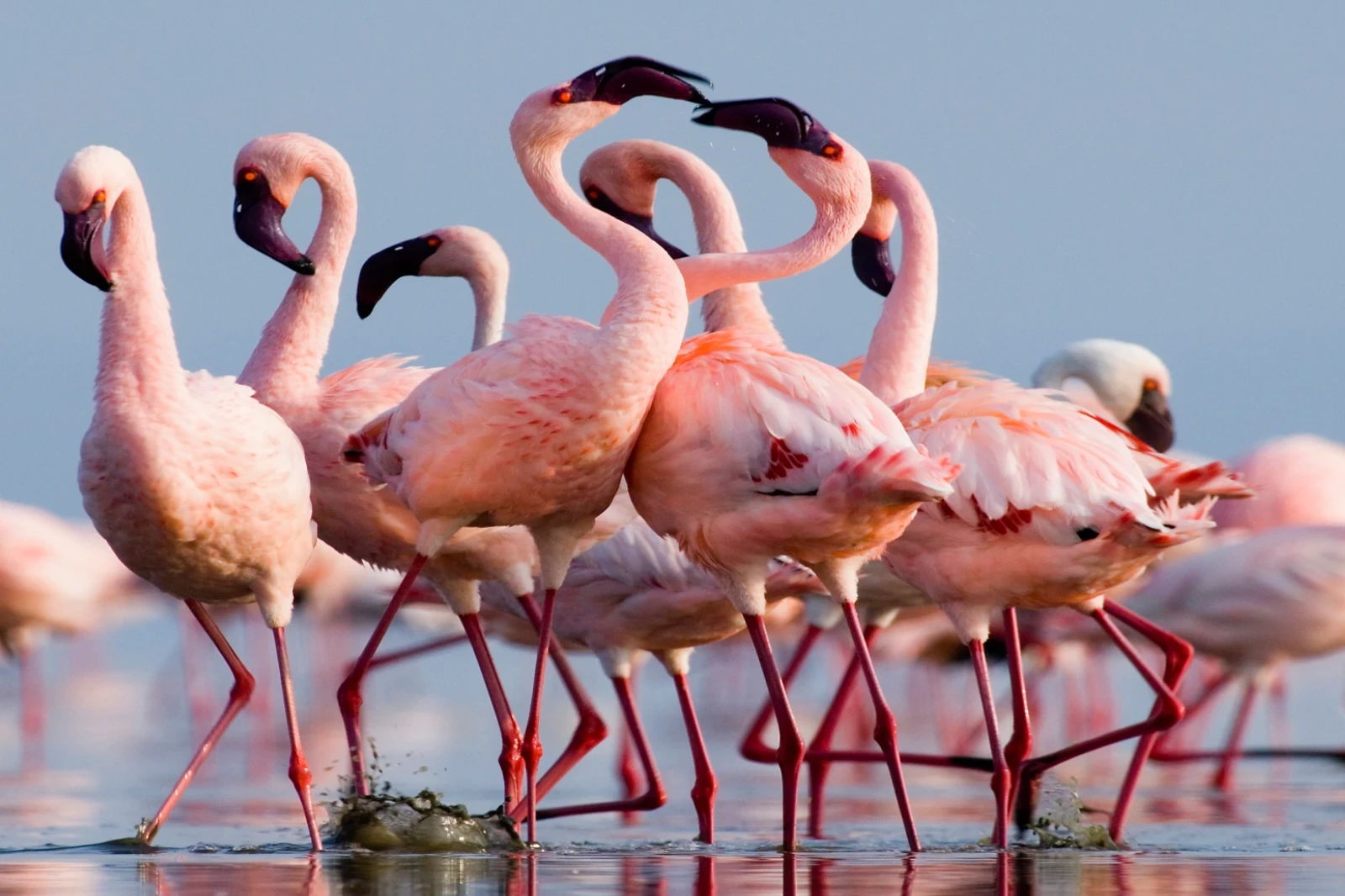 10-days-tanzania-birding-safari-3