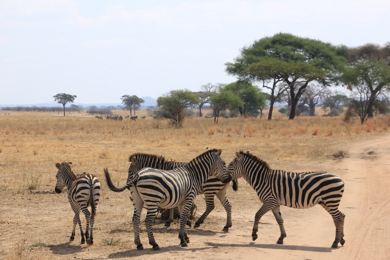 12-days-safari-and-beach-retreat-3