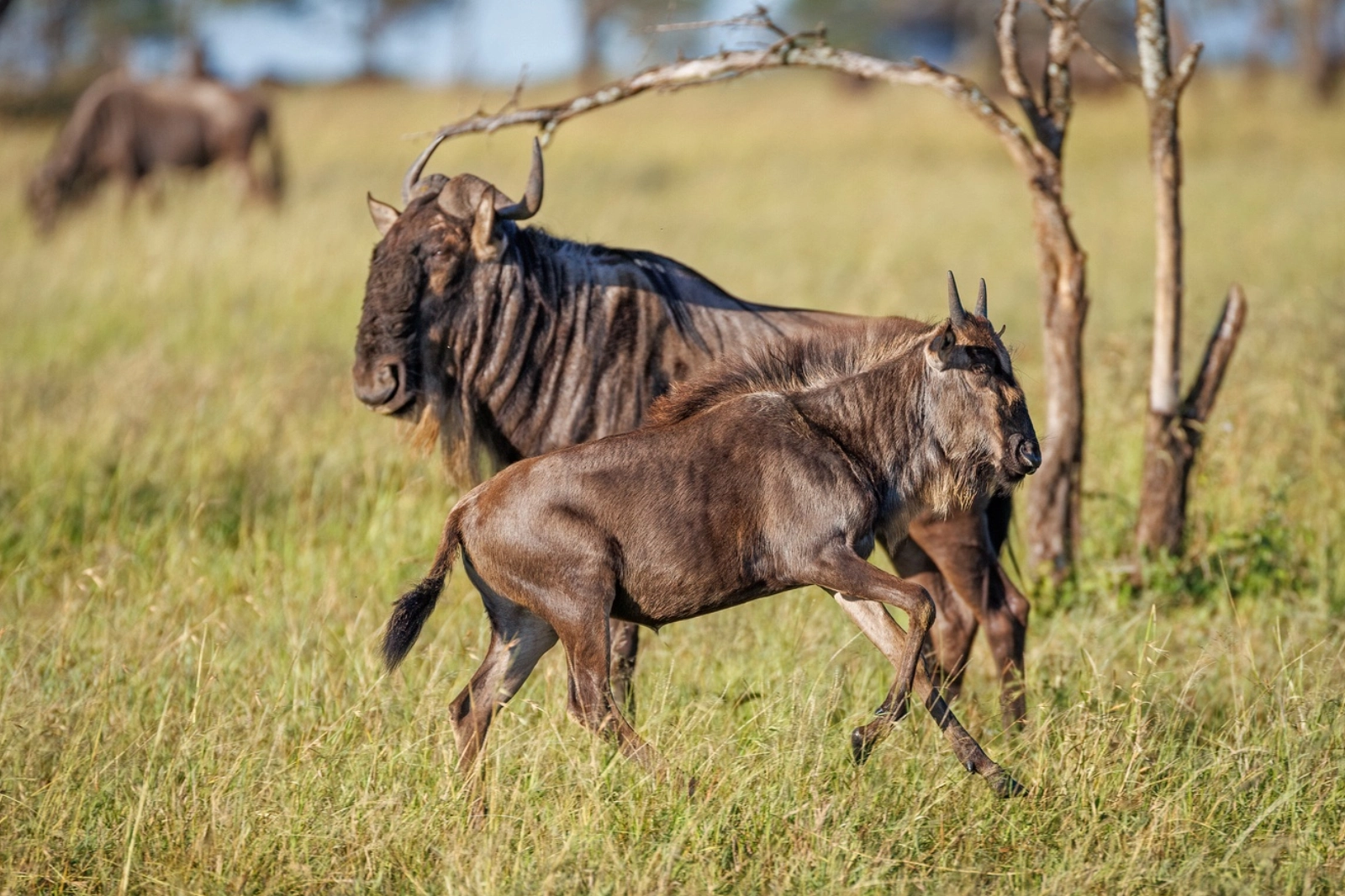 6-days-the-best-of-tanzania-wildlife-safari-1