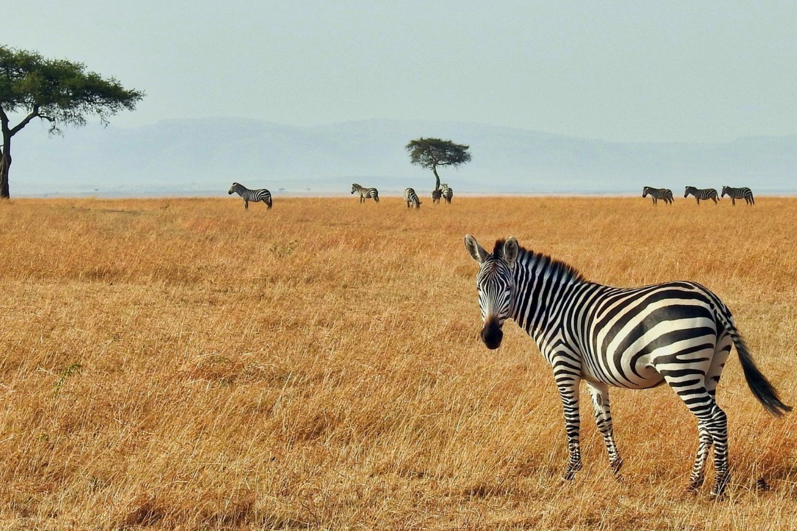 6-days-the-best-of-tanzania-wildlife-safari-3