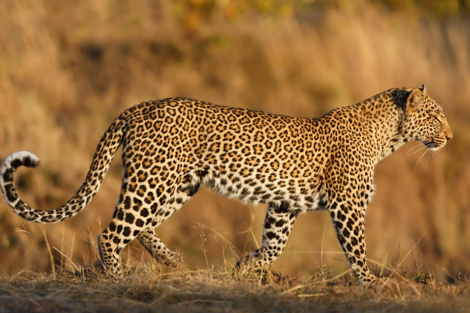 7-days-tanzania-big-5-safari-1