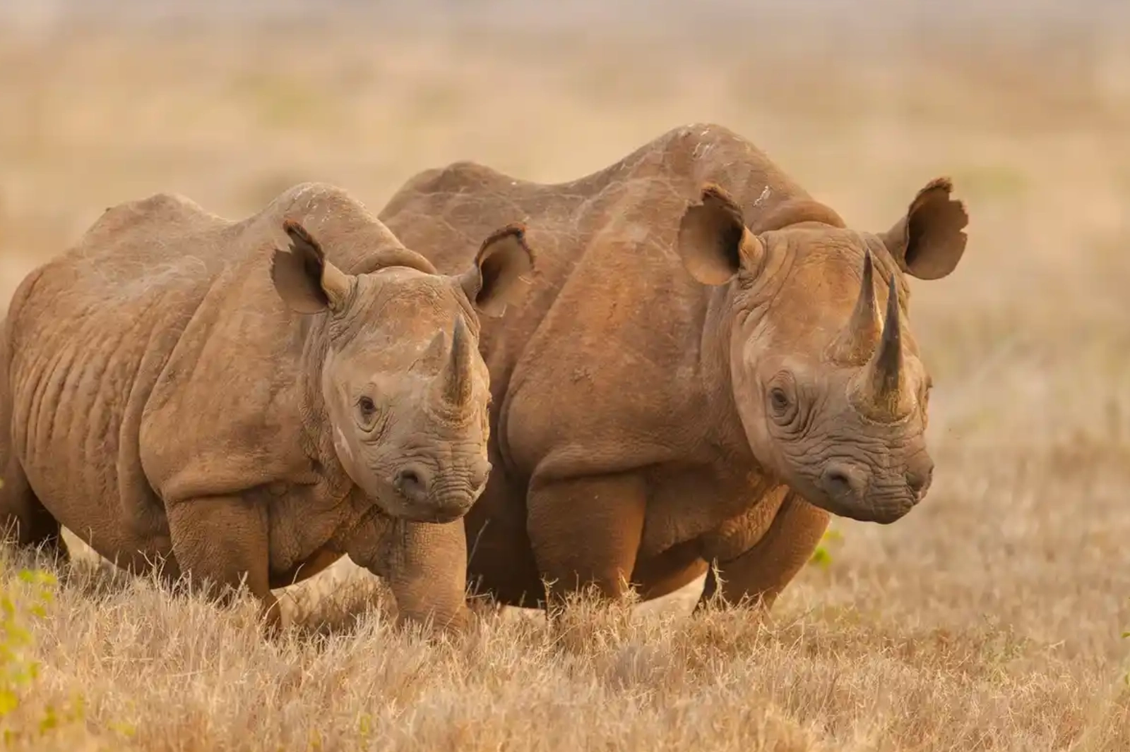 7-days-tanzania-big-5-safari-2