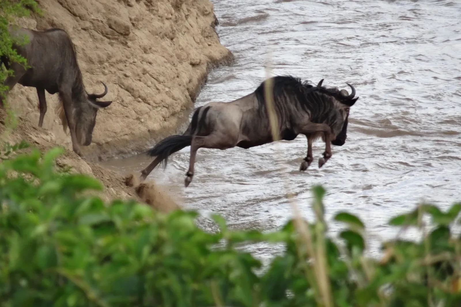 9-days-serengeti-wildebeest-migration-safari-1