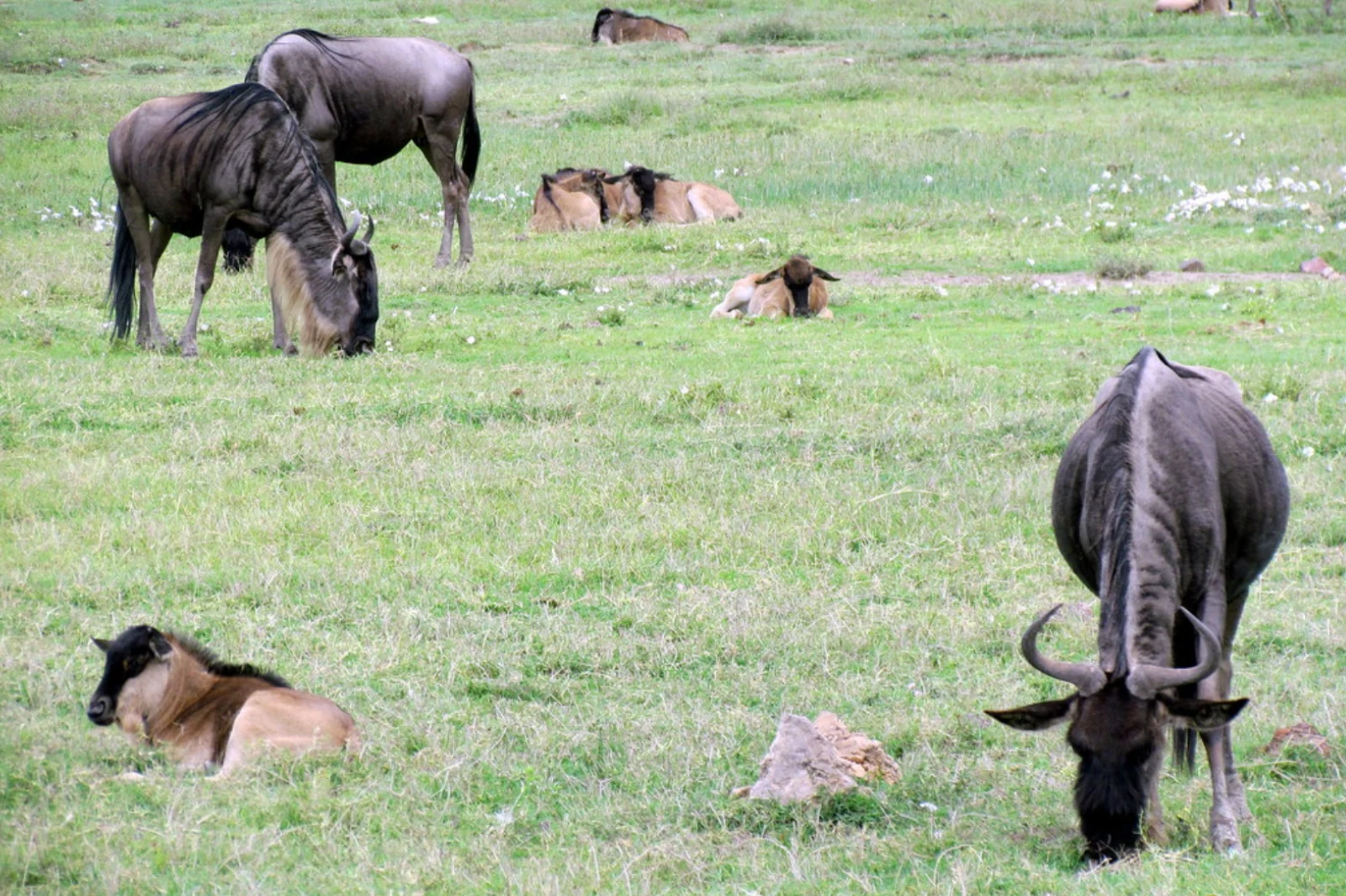 9-days-serengeti-wildebeest-migration-safari-3