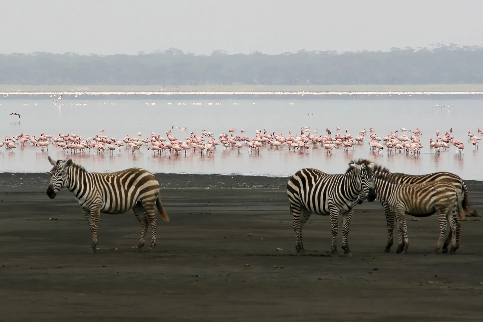 lake manyara attraction