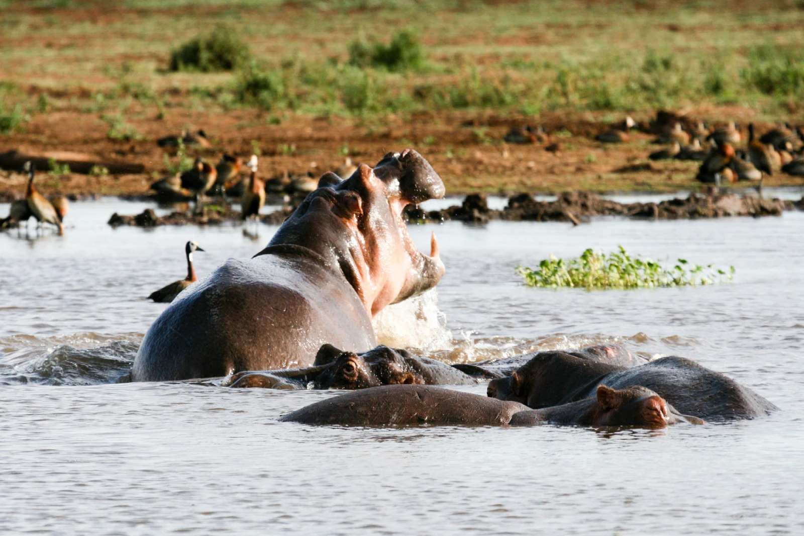 lake manyara attraction