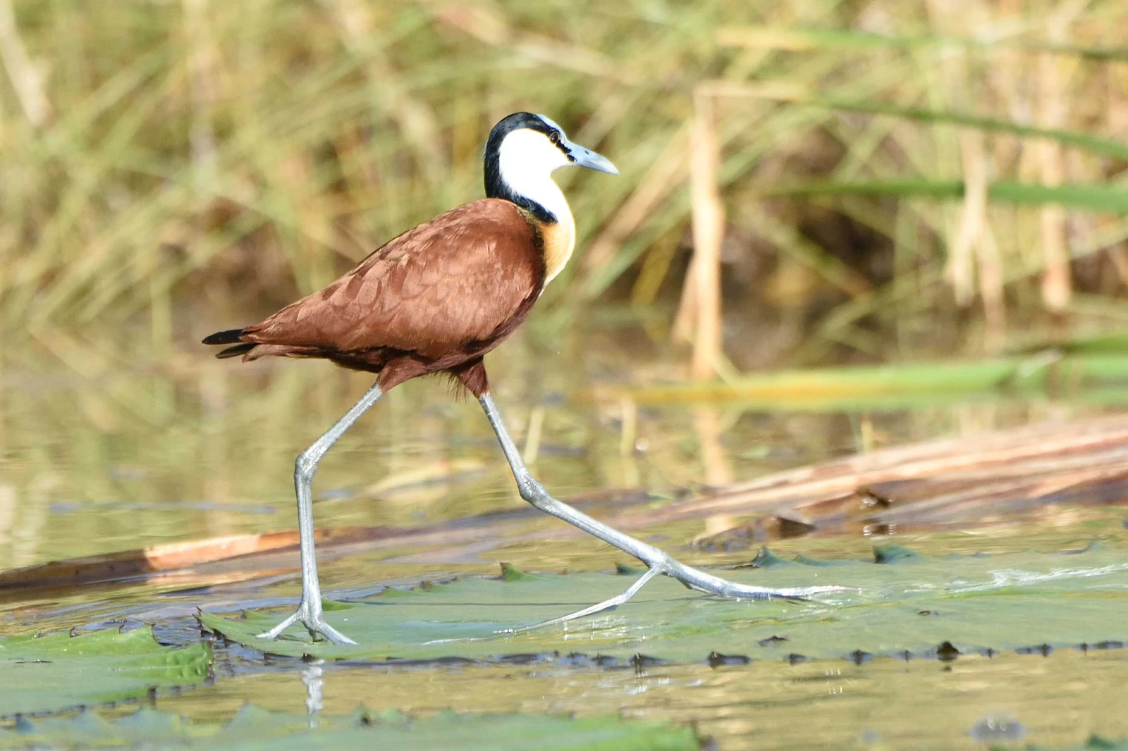 lake manyara attraction