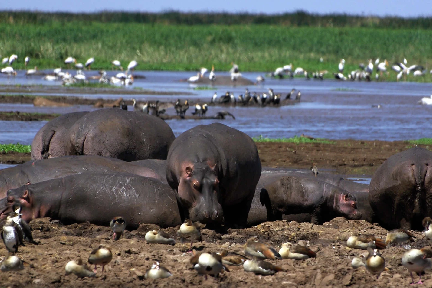 Lake Manyara attraction