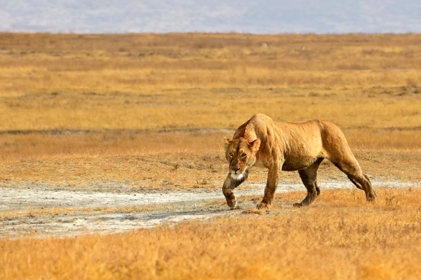 ngorongoro crater attraction