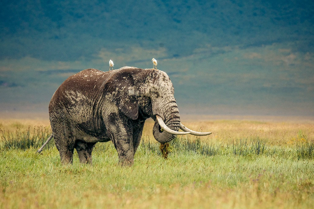 ngorongoro attraction