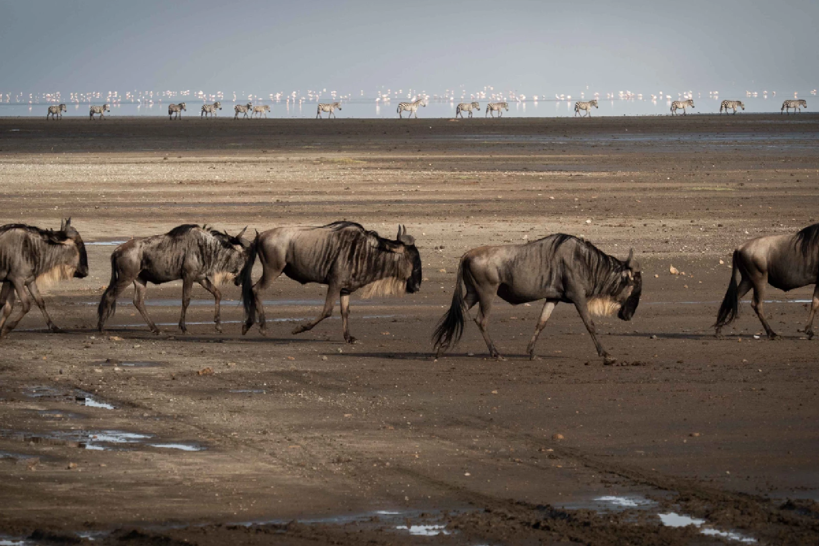 Ngorongoro attraction