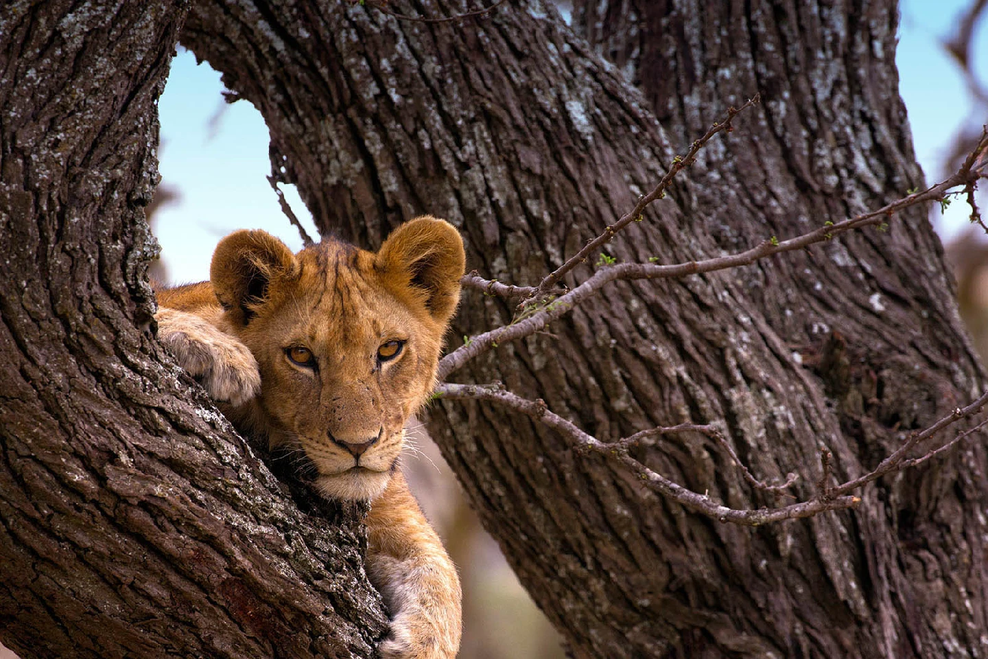 serengeti attraction