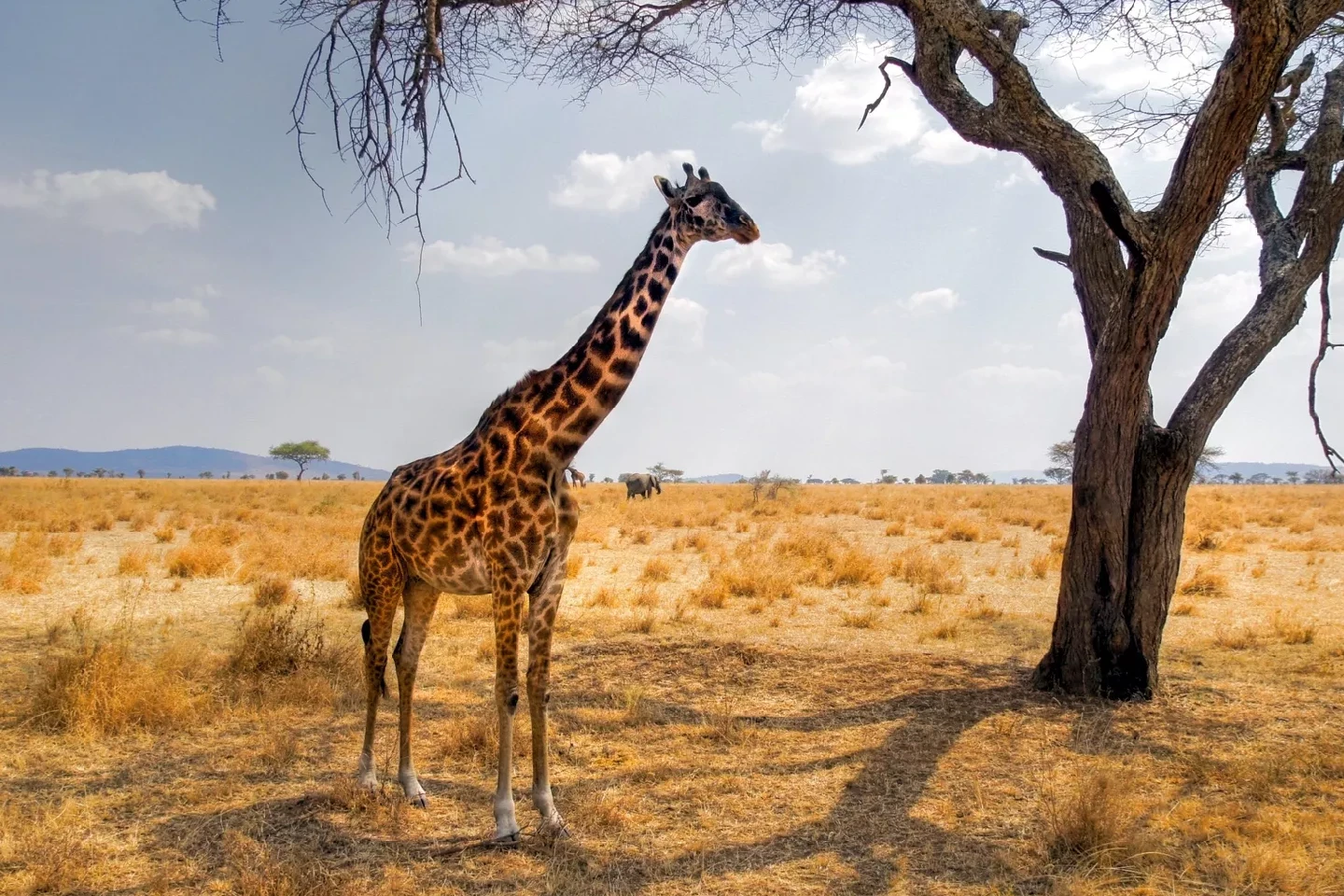 serengeti attraction