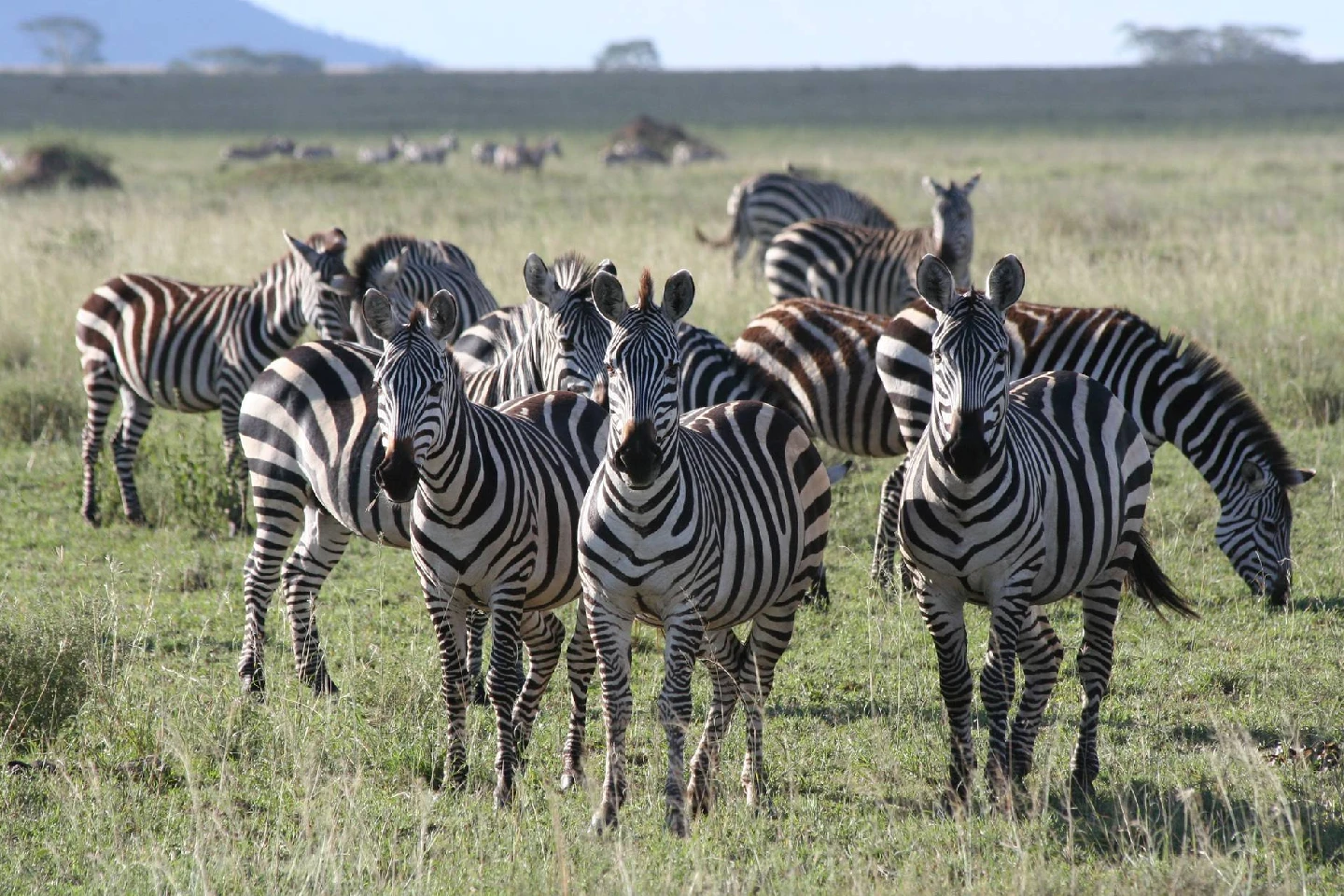 serengeti attraction