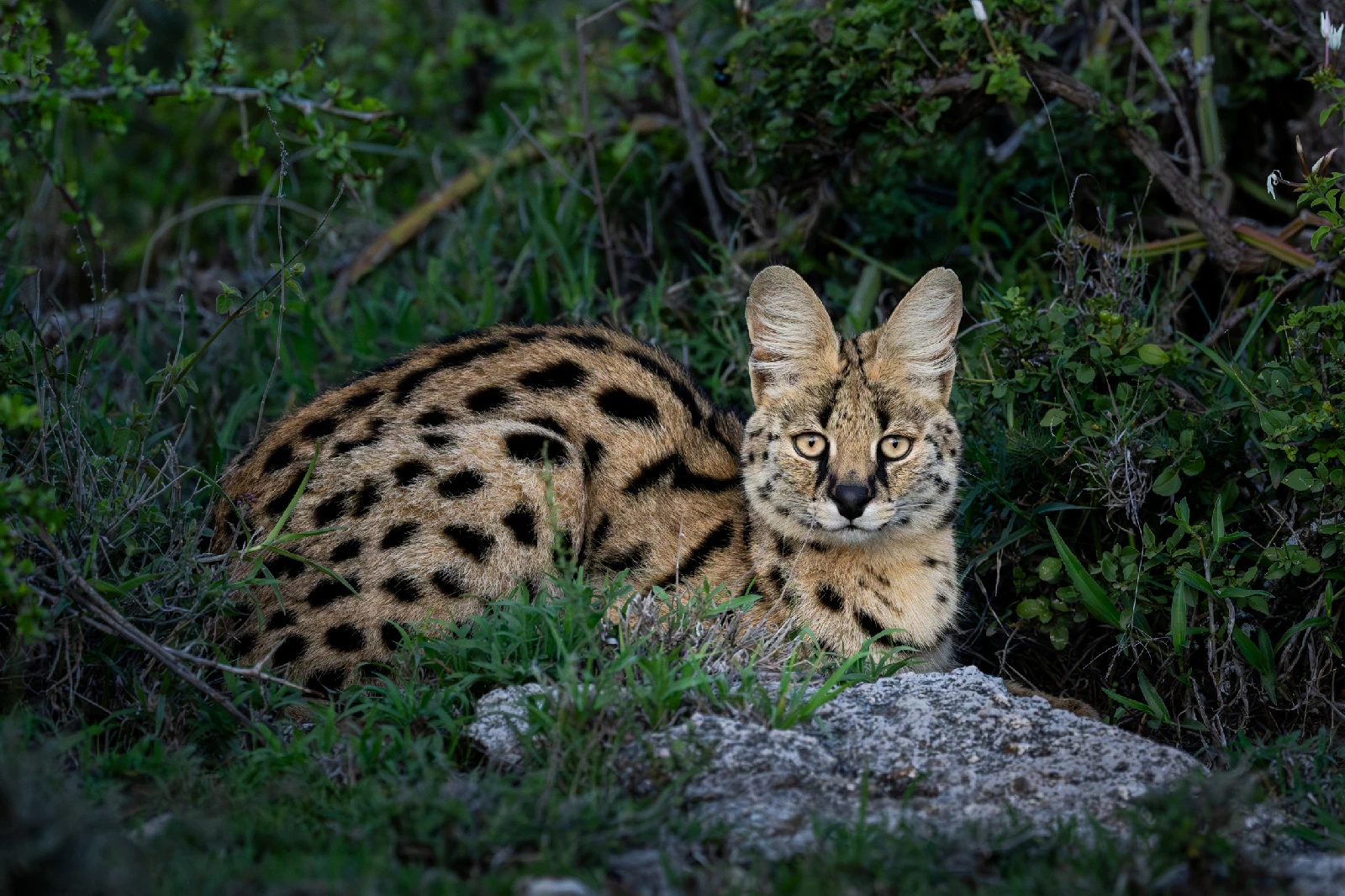 serval attraction