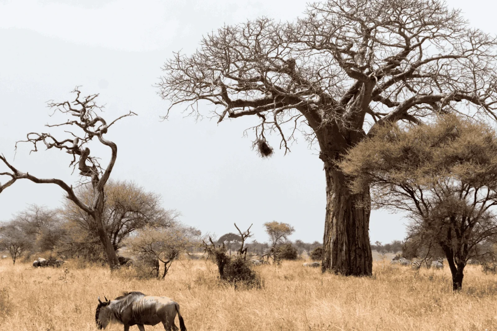 tarangire attraction