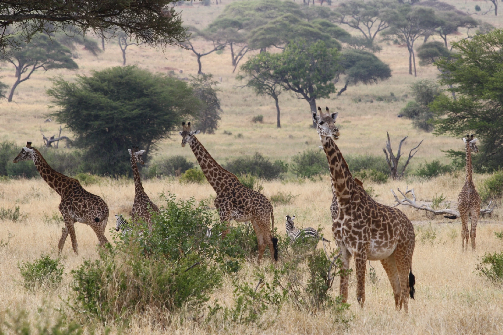 tarangire attraction