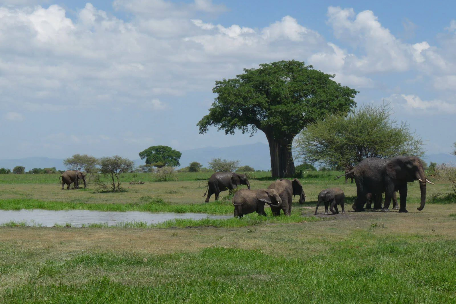 tarangire attraction