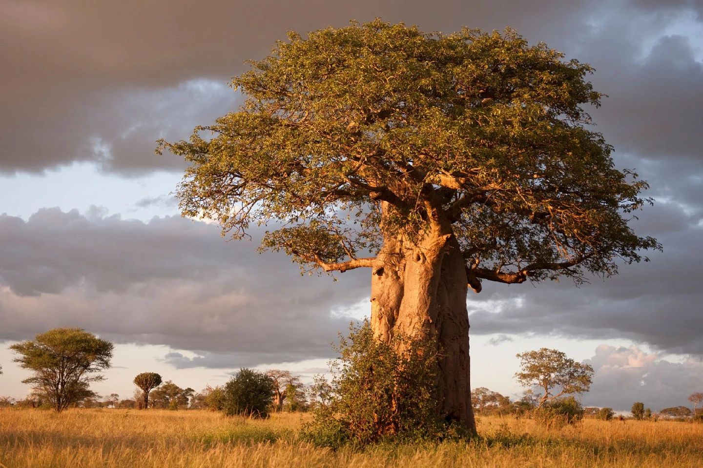 baobab tree
